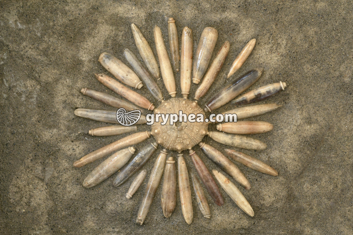 Oursin fossiles avec ses radioles (Gymnocidaris koechlini, après reconstitution, Maroc) - gryphea.com